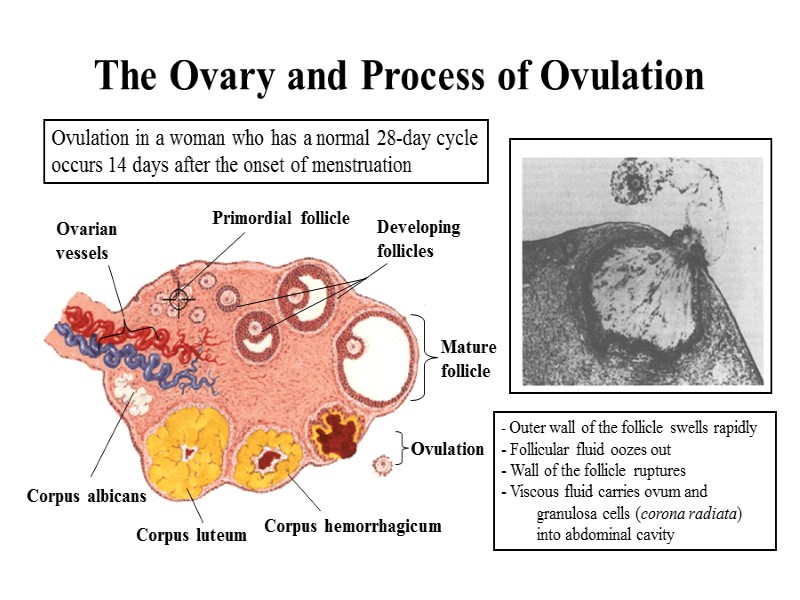 The Ovary and Process of Ovulation Corpus luteum Corpus hemorrhagicum Corpus albicans Primordial follicle